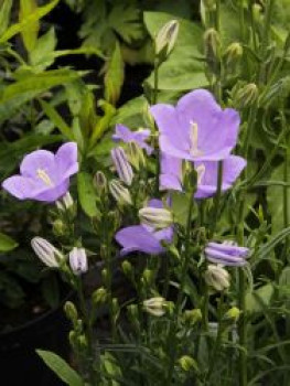 Pfirsichblättrige Glockenblume 'Takion Blue', Campanula persicifolia 'Takion Blue', Topfware