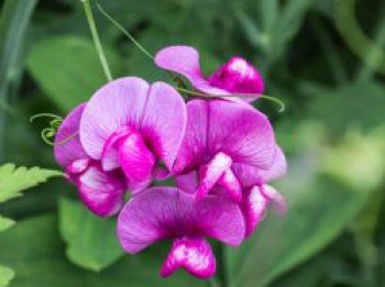 Platterbse 'Rote Perle', Lathyrus latifolius 'Rote Perle', Topfware