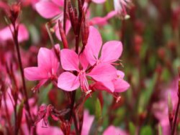 Prachtkerze 'Crimson Butterflies', Oenothera lindheimeri 'Crimson Butterflies', Topfware