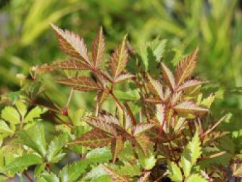 Prachtspiere 'Washington', Astilbe japonica 'Washington', Topfware