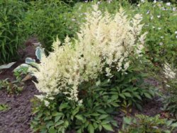 Prachtspiere 'Younique White' ®, Astilbe japonica 'Younique White' ®, Topfware