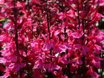 Prächtige Lobelie 'Starship Deep Rose', Lobelia x speciosa 'Starship Deep Rose', Topfware