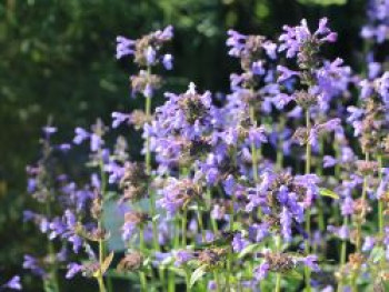 Pratts Katzenminze, Nepeta prattii, Topfware