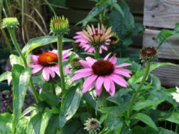 Purpur-Sonnenhut 'Papallo ® Compact Rose', Echinacea purpurea 'Papallo ® Compact Rose', Containerware