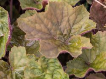 Purpurglöckchen 'Brownies', Heuchera villosa 'Brownies', Topfware