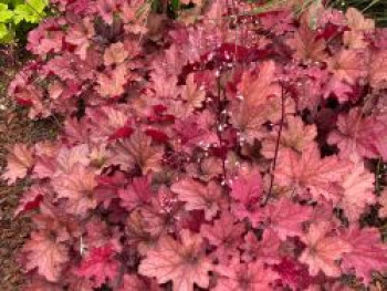 Purpurglöckchen 'Coralberry', Heuchera x cultorum 'Coralberry', Topfware