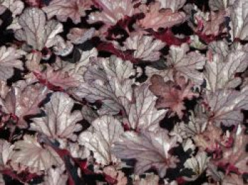 Purpurglöckchen 'Huckleberry', Heuchera x cultorum 'Huckleberry', Topfware