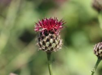 Purpurrote Flockenblume, Centaurea atropurpurea, Topfware