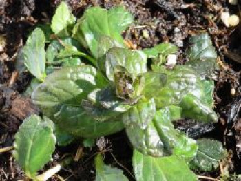 Pyramiden-Günsel 'Purple Torch', Ajuga reptans 'Purple Torch', Topfware