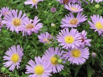 Raublatt-Aster 'Wood's Purple', Aster novae-angliae 'Wood's Purple', Topfware