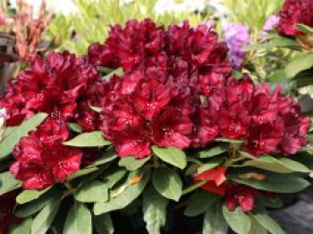 Rhododendron 'Black Widow', 30-40 cm, Rhododendron Hybride 'Black Widow', Containerware