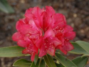 Rhododendron 'Bohlken's Roter Stern', 25-30 cm, Rhododendron yakushimanum 'Bohlken's Roter Stern', Containerware