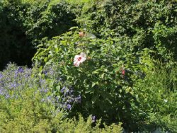 Sumpfeibisch 'Summer Storm', Hibiscus moscheutos 'Summer Storm', Containerware