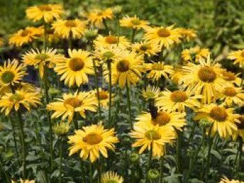 Scheinsonnenhut 'Daydream', Echinacea purpurea 'Daydream', Topfware