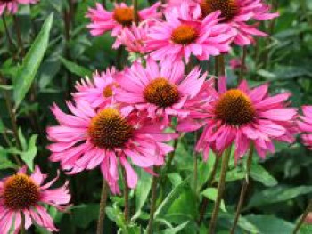 Scheinsonnenhut 'JS Roho' ®, Echinacea purpurea 'JS Roho' ®, Topfware
