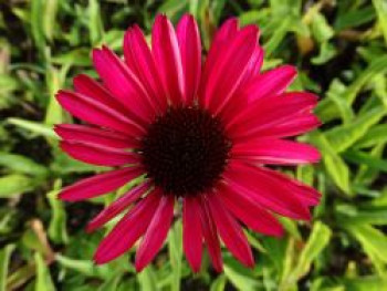 Scheinsonnenhut 'JS Stiletto' ®, Echinacea purpurea 'JS Stiletto' ®, Topfware