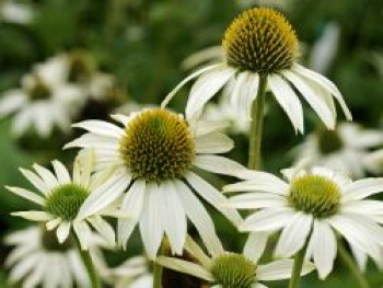 Scheinsonnenhut 'KIMS MOP HEAD', Echinacea purpurea 'KIMS MOP HEAD', Topfware