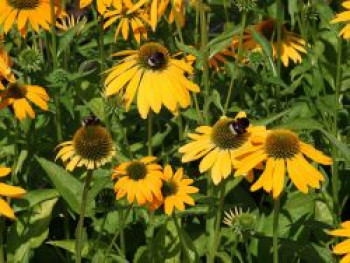 Scheinsonnenhut 'Lakota Yellow', Echinacea purpurea 'Lakota Yellow', Topfware