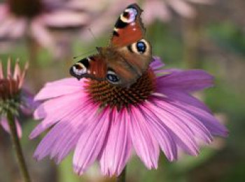 Scheinsonnenhut 'Mistral'®, Echinacea purpurea 'Mistral' ®, Topfware