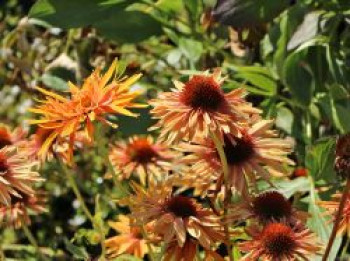 Scheinsonnenhut 'Parrot', Echinacea purpurea 'Parrot', Topfware