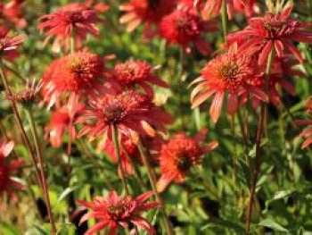 Scheinsonnenhut 'Secret Passion', Echinacea purpurea 'Secret Passion', Topfware