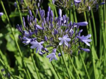 Schmucklilie 'Dr. Brouwer', Agapanthus africanus 'Dr. Brouwer', Containerware