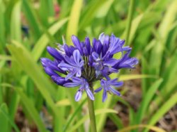 Schmucklilie 'Monique', Agapanthus 'Monique', Containerware