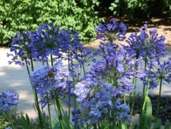 Schmucklilie 'Rotterdam', Agapanthus africanus 'Rotterdam', Containerware