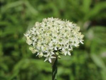 Schwarzer Lauch, Allium nigrum, Topfware