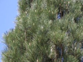 Schwarzkiefer 'Obelisk', 60-80 cm, Pinus nigra 'Obelisk', Containerware