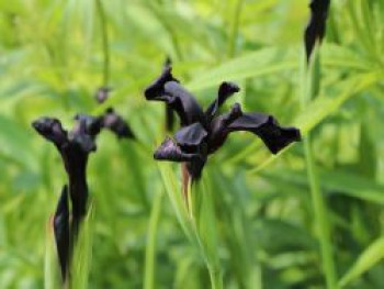 Schwertlilie 'Black Form', Iris chrysographes 'Black Form', Topfware
