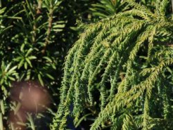 Sicheltanne 'Kyara Gold', 50-60 cm, Cryptomeria japonica 'Kyara Gold', Containerware