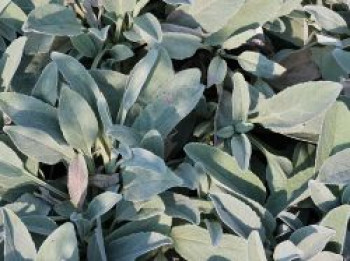 Silberblatt-Ehrenpreis 'Silberteppich', Veronica spicata subsp. incana 'Silberteppich', Topfware