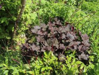 Silberglöckchen 'Binoche', Heuchera 'Binoche', Topfware