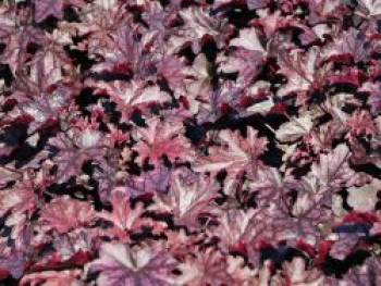 Silberglöckchen 'Blackberry Jam', Heuchera x cultorum 'Blackberry Jam', Topfware