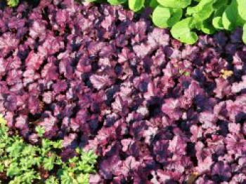 Silberglöckchen 'Electric Plum', Heuchera villosa 'Electric Plum', Topfware