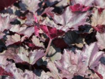 Silberglöckchen 'Frosted Violet', Heuchera x cultorum 'Frosted Violet', Topfware