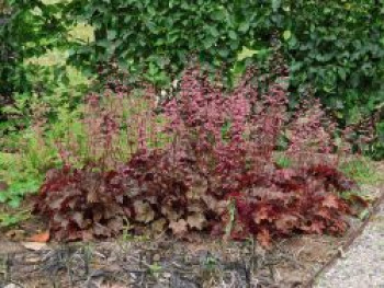 Silberglöckchen 'Rachel', Heuchera micrantha 'Rachel', Topfware