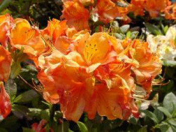 Sommergrüne Azalee 'Glowing Embers', 40-50 cm, Rhododendron luteum 'Glowing Embers', Containerware