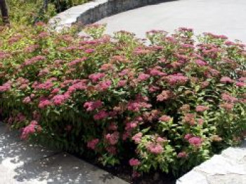 Sommerspiere 'Dart's Red', Spiraea japonica 'Dart's Red', Topfware