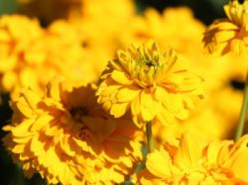 Sonnenauge 'Goldgrünherz', Heliopsis scabra 'Goldgrünherz', Topfware