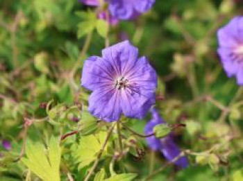 Storchschnabel 'Blue Sunrise', Geranium wallichianum 'Blue Sunrise', Topfware