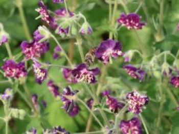 Storchschnabel 'Joseph Green', Geranium phaeum 'Joseph Green', Topfware