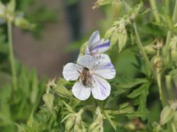 Storchschnabel 'Splish Splash', Geranium pratense 'Splish Splash', Topfware