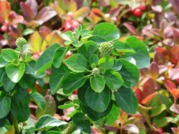 Strauch-Efeu 'Arbori Compact', 20-30 cm, Hedera helix 'Arbori Compact', Containerware