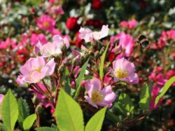Strauchrose Rosy Boom ® 'Abellio' (Hellosa), Rosa Rosy Boom ® 'Abellio' (Hellrosa), Containerware