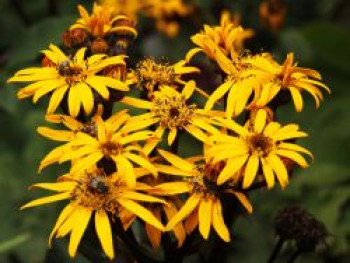Strauß-Goldkolben 'Desdemona', Ligularia dentata 'Desdemona', Topfware