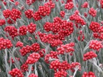 Strohblume 'Red Jewel', Helichrysum amorginum 'Red Jewel', Topfware