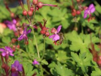 Südeuropäischer Felsen-Storchschnabel 'Olympos', Geranium macrorrhizum 'Olympos', Topfware