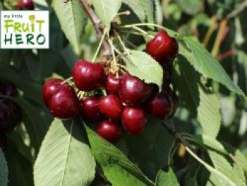 Süßkirsche my little FRUIT HERO ® 'Regina', Stamm 40-60 cm, 120-160 cm, Prunus avium my little FRUIT HERO ® 'Regina', Stämmchen